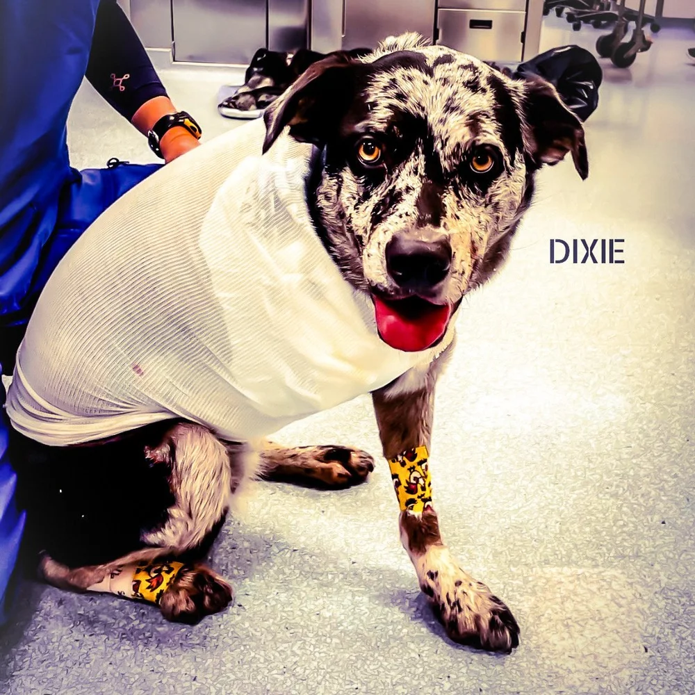 77970422-F85A-4BAA-8004-5F2CC2465EBA